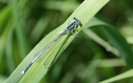 Platycnemis pennipes, Blauwe breedscheenjuffer, male