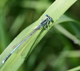 Platycnemis pennipes, Blauwe breedscheenjuffer, male