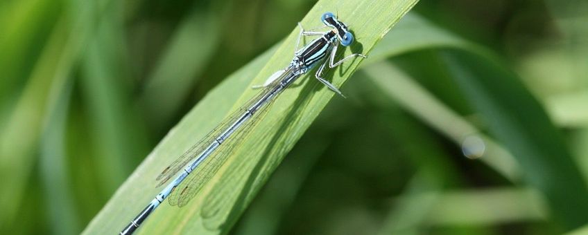 Platycnemis pennipes, Blauwe breedscheenjuffer, male