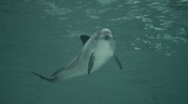 Phocoena phocoena, bruinvis