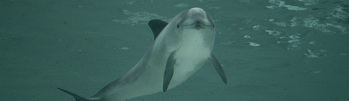 Phocoena phocoena, bruinvis
