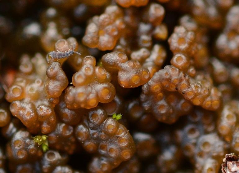 Kalkrozijnenmos (Lempholemma chalazanum) in optima forma