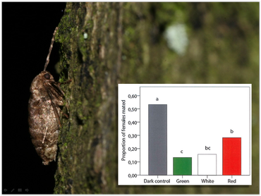 Kleine wintervlindervrouwtje en het percentage vrouwtjes dat gepaard had onder verschillende lichtomstandigheden. Linker balk donker, dan groen, wit en rood licht