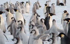 International Polar Foundation keizerpinguin jongen