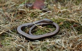 Ronald de Boer hazelworm