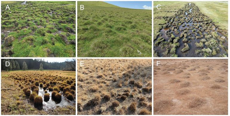 Several types of elevations in various ecosystems