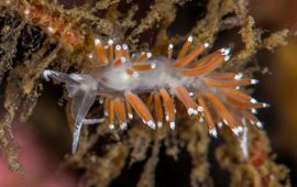 The nudibranch Coryphella gracilis, Gulen Dive Centre, Norway. Slanke waaierslak. CC BY-SA 4.0