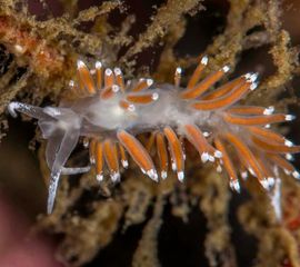The nudibranch Coryphella gracilis, Gulen Dive Centre, Norway. Slanke waaierslak. CC BY-SA 4.0