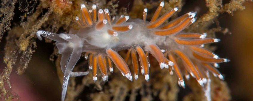 The nudibranch Coryphella gracilis, Gulen Dive Centre, Norway. Slanke waaierslak. CC BY-SA 4.0