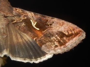 De gamma-uil heeft haar naam te danken aan het Griekse gamma-teken (&gamma;) op de voorvleugel