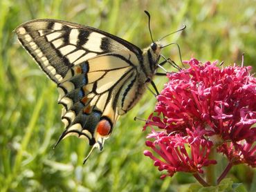 De koninginnenpage is een goede vlieger met algemene waardplanten, en heeft dus geen probleem met klimaatverandering