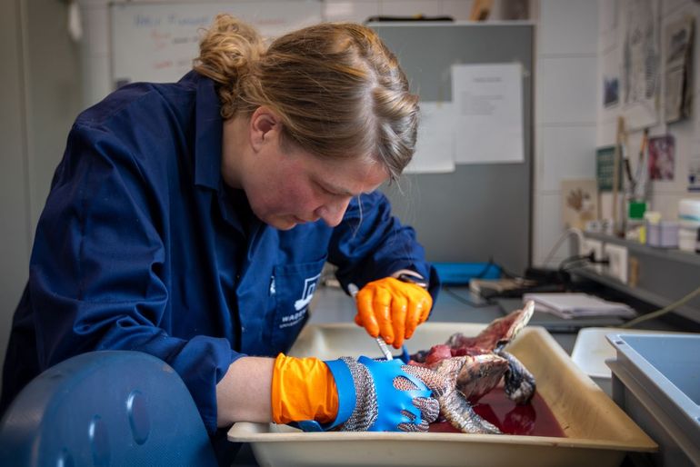 Onderzoekster Susanne Kühn van Wageningen Marine Research te gast bij Naturalis, waar de schildpad en de maaginhoud werden onderzocht