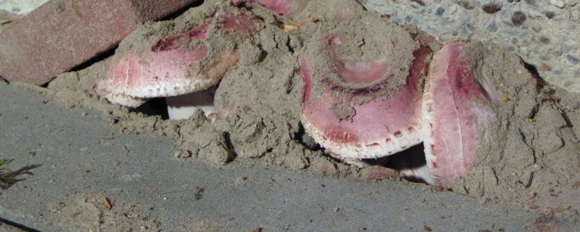 Toverchampignons in schuur