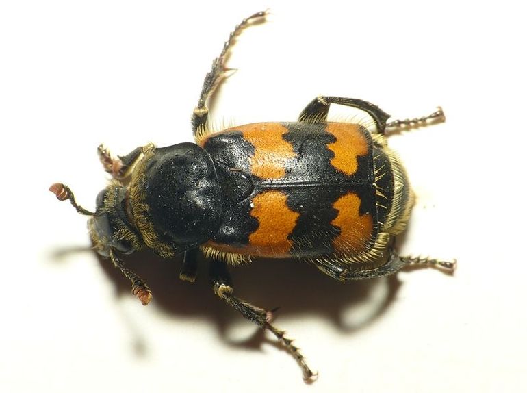 Krompootdoodgraver (Nicrophorus vespillo)