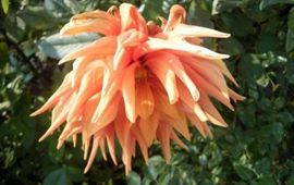 teun_spaans dahlia_teunspaans_gnuf