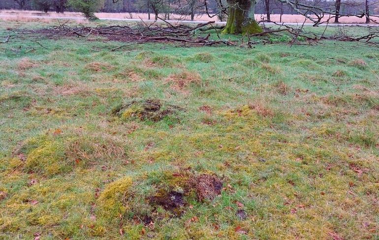 Met vegetatie bedekte mierenheuvels op de Veluwe