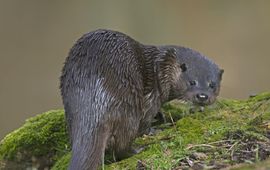 Roger Tidman, Nature in Stock Otter