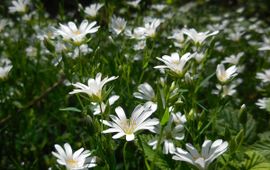 Stellaria holostea, Grote muur