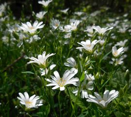 Stellaria holostea, Grote muur