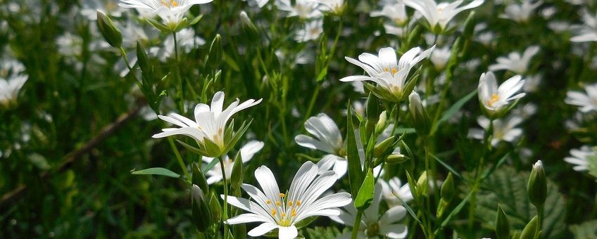 Stellaria holostea, Grote muur