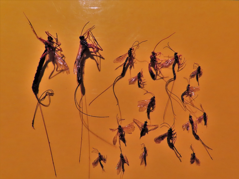 Verschillende soorten sluipwespen in de feromoonvallen