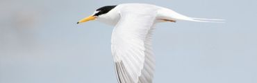 Little Tern