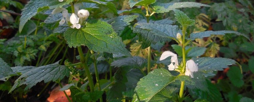 Witte dovenetel