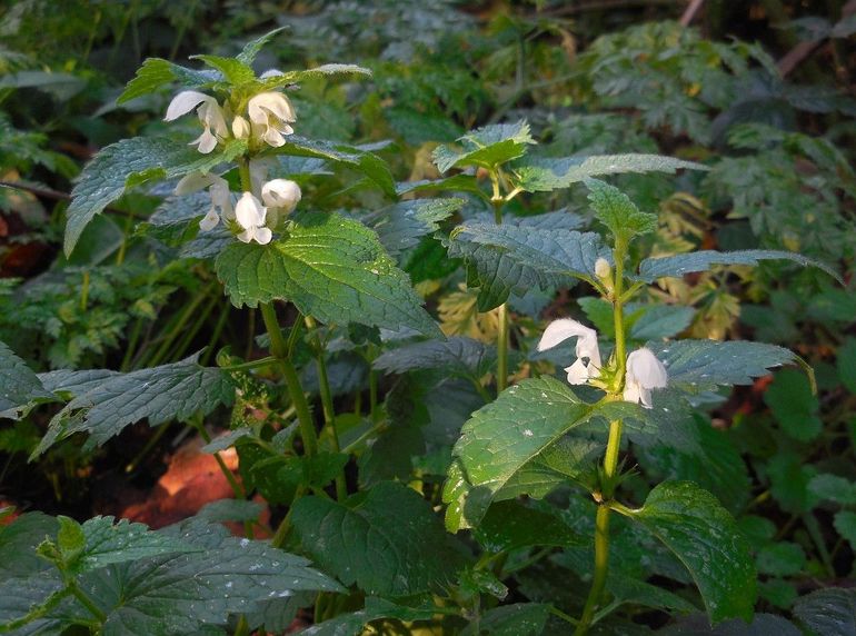 De bloemen van de witte dovenetel staan in schijnkransen om de stengel