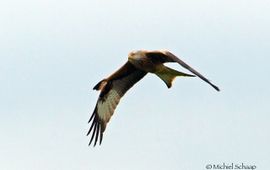 Rode wouw één van de broedvogels in de Achterhoek, voorjaar 2015. Deze vogel was herkenbaar aan de omhoogslaande vleugeldekveren. En werd foeragerend gezien tot op ruim 17 km van de nestplek! Foto: Michiel Schaap.