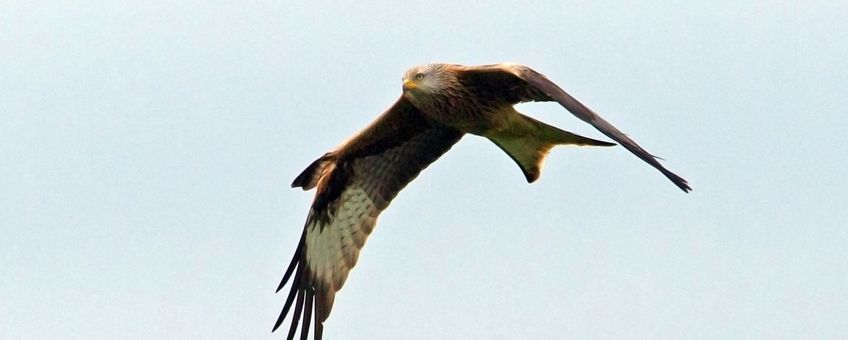 Rode wouw één van de broedvogels in de Achterhoek, voorjaar 2015. Deze vogel was herkenbaar aan de omhoogslaande vleugeldekveren. En werd foeragerend gezien tot op ruim 17 km van de nestplek! Foto: Michiel Schaap.