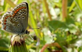 Kars Veling Bruin blauwtje - primair