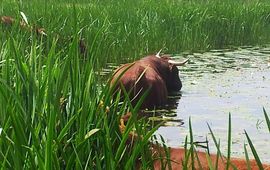 Rode Geuzen opzoek naar gele plomp en waterlelie