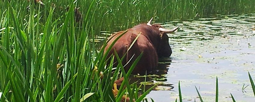 Rode Geuzen opzoek naar gele plomp en waterlelie