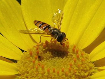 Snorzweefvlieg op een gele ganzenbloem in een bloemrijke akkerrand