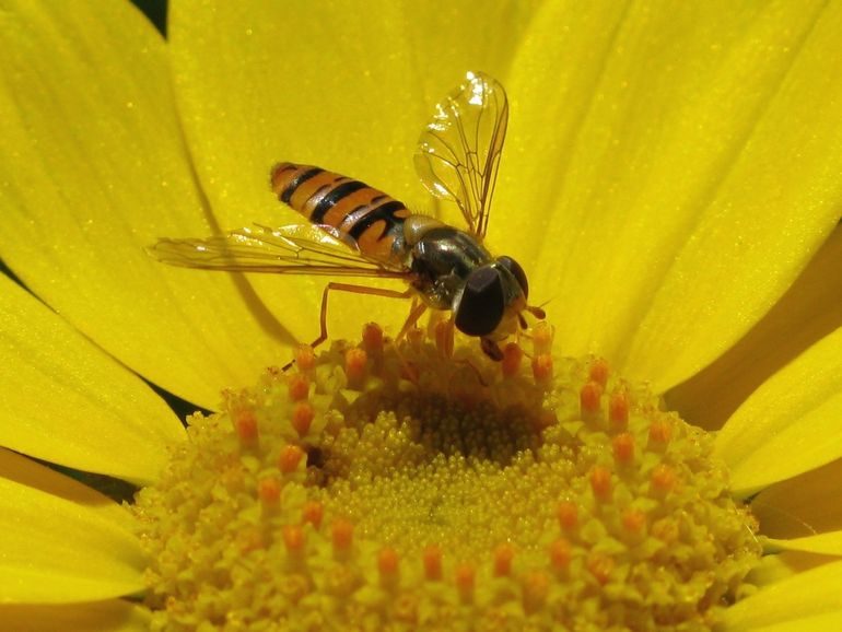 Snorzweefvlieg op een Gele Ganzenbloem in een bloemrijke akkerrand