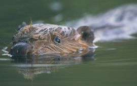 Beeldbank provincie Noord-Brabant - eenmalig gebruik Bever