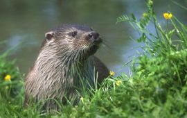 Hugo Willocx otter