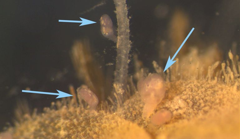 Loxosomella harmeri op de schubworm Gattyana cirrhosa