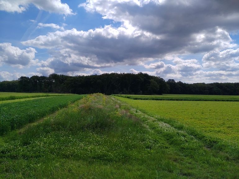 Natuurinclusieve boekweitteelt (rechts) kan bijdragen aan meer bestuivers in het gewas en in de omgeving. Maatregelen als strokenteelt (links) en keverbanken (midden) versterken dat effect. Perceel Holtesch (Land van Ons), Hooghalen, Drenthe