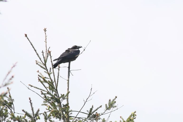 Gezenderde raaf op de Veluwe