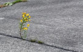 Kars Veling Soesterberg - primair