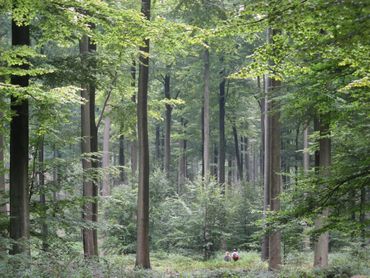 Beukenbos (Zoniënwoud, Brussel)