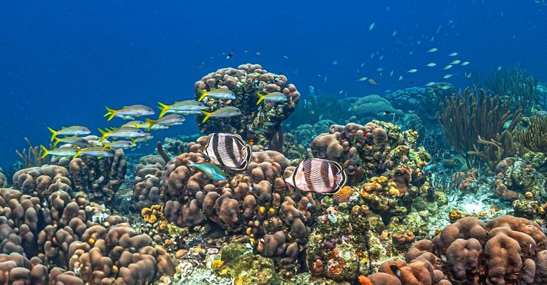Er zijn ook monsters verzameld in zee, zoals van deze koraalriffen bij Bonaire