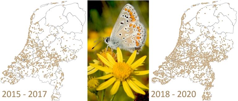 Waarnemingen bruin blauwtje in de periode 2015-2017 en 2018-2020