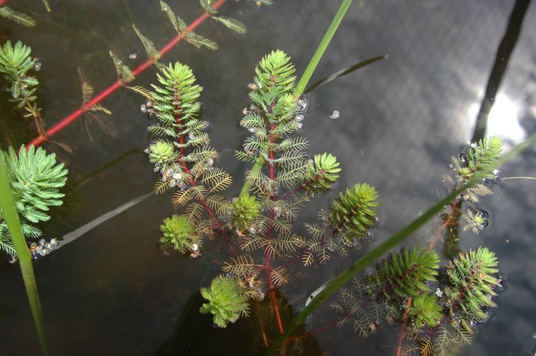 De stengel van Myriophyllum trade name 'brasiliensis' is onmiskenbaar knalrood