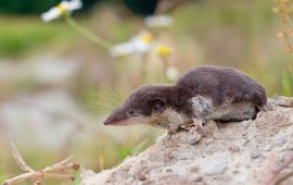 Rudmer Zwerver, Saxifraga Veldspitsmuis