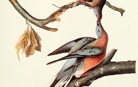 Trekduif door John James Audubon