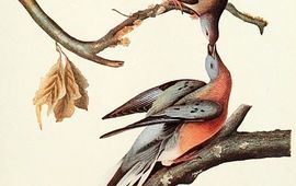 Wikimedia Trekduif door John James Audubon