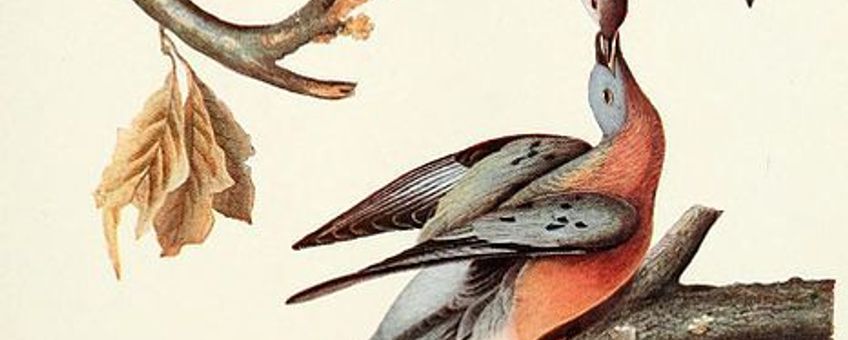 Trekduif door John James Audubon