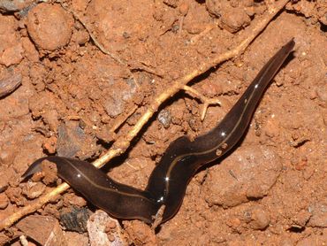 New Guinea flatworm (Platydemus manokwari)
